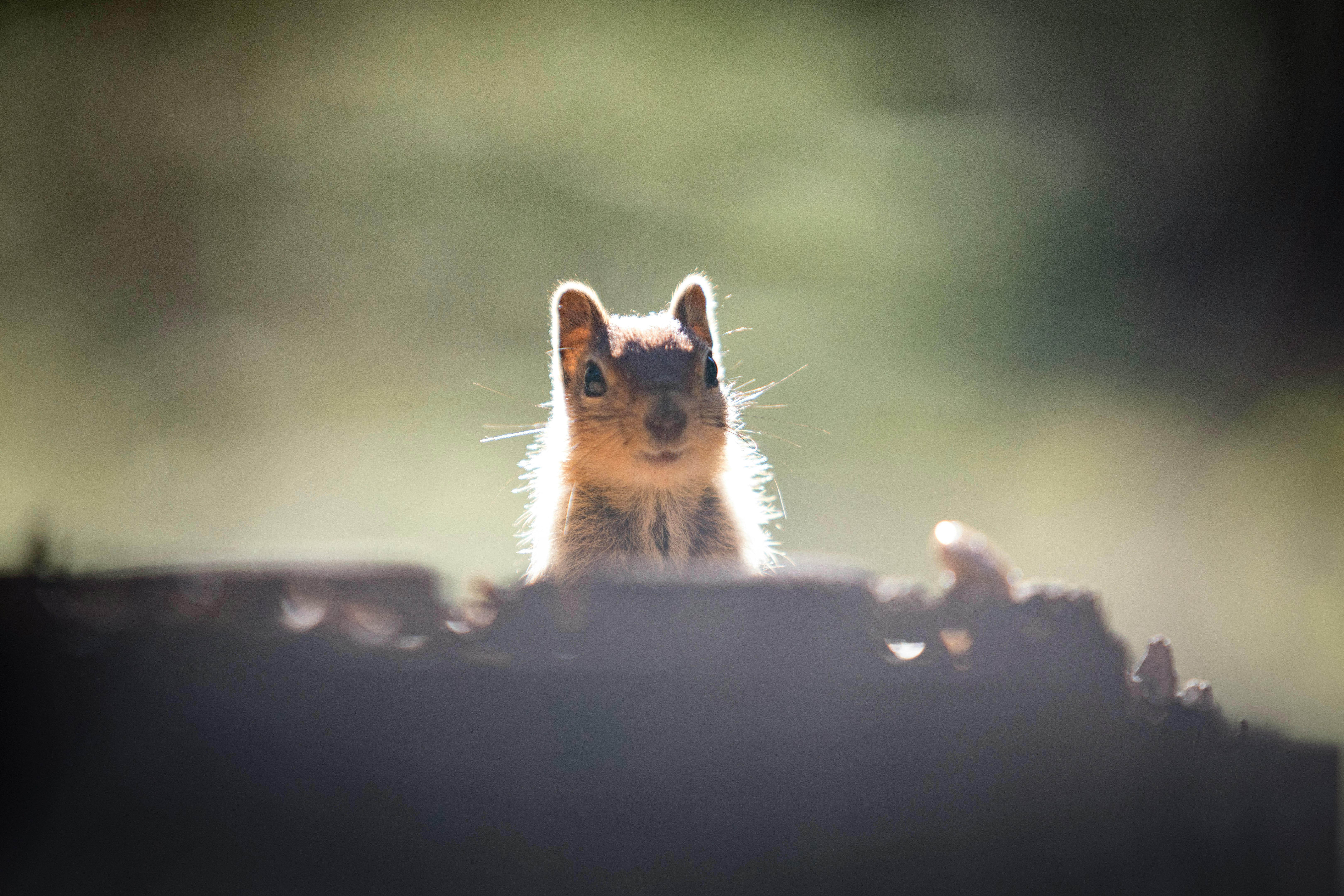 brown squirrel on black surface during daytime